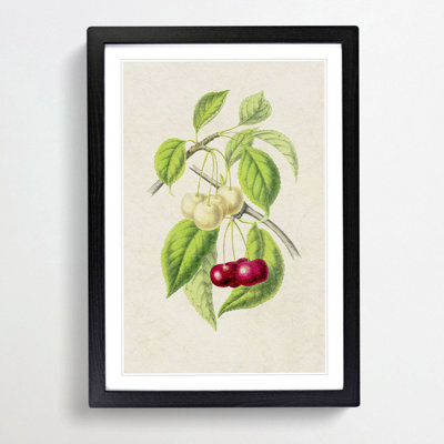 Illustration of Cherries - Framed Print