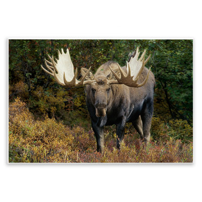 «Bull Moose Face Off» par Shane Lamb