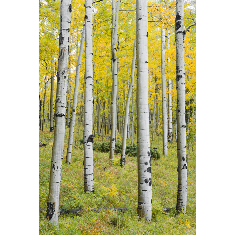 Wrapped Canvas Print, 76.2cm H x 50.8cm W