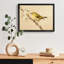 «Black», encadré noir, bel oiseau de jardin-255981628