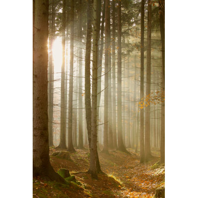 Forêt de conifères - photographie sur toile tendue