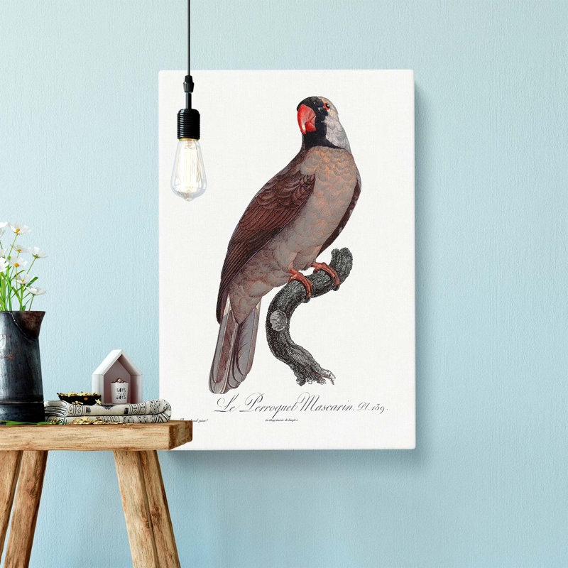 Mascarine Parrot by F. Levaillant - Wrapped Canvas, 50cm H x 35cm W x 3cm D