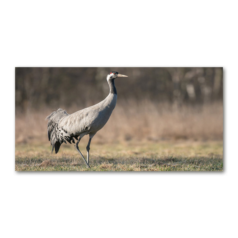 Heron - No Frame Print on Canvas