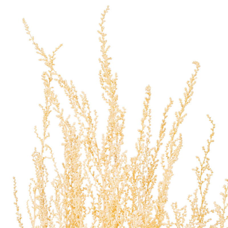 Faux Stoebe Plant Preserved
