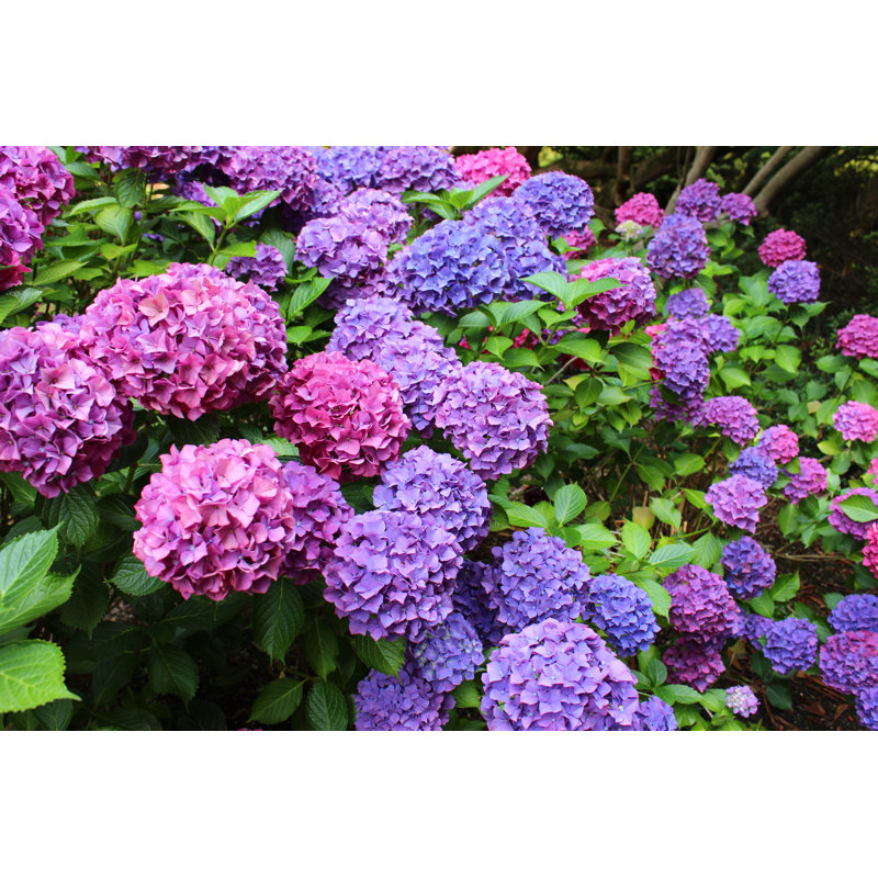 Pink And Purple Hydrangea Flowers by Mtreasure - No Frame Art Prints on Canvas, 61cm H x 91cm W