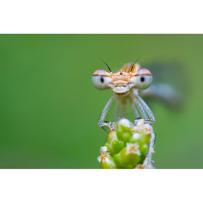 Maytham Damselfly - Wrapped Canvas Print, 30cm H x 46cm W x 3.8cm D