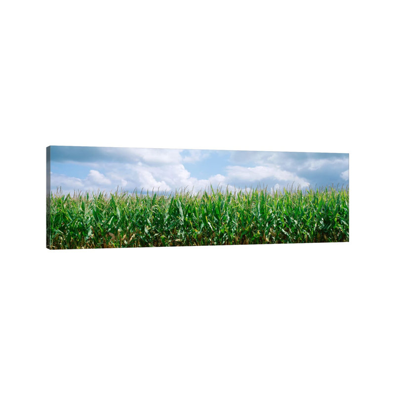 Clouds Over A Corn Field, Christian County, Illinois, USA - Wrapped Canvas Panoramic Print