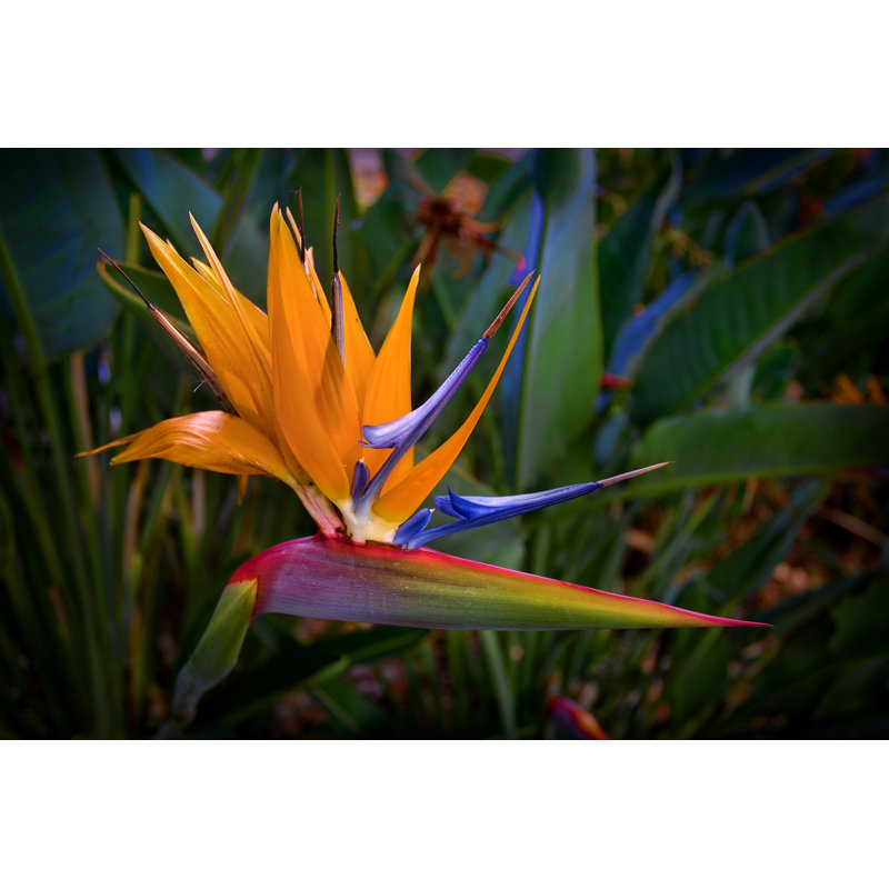 Harshal Bird Of Paradise - Wrapped Canvas Print, 30cm H x 46cm W x 3.8cm D