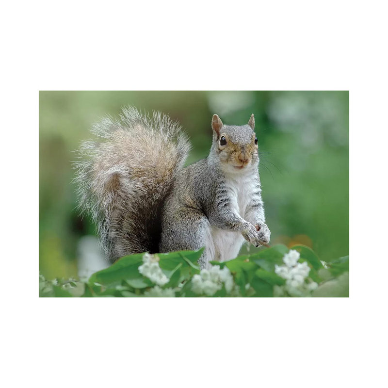 Eastern Squirrel by Jacky Parker - Wrapped Canvas Print, 101.6 cm H x 66.04 cm W x 1.91 cm D