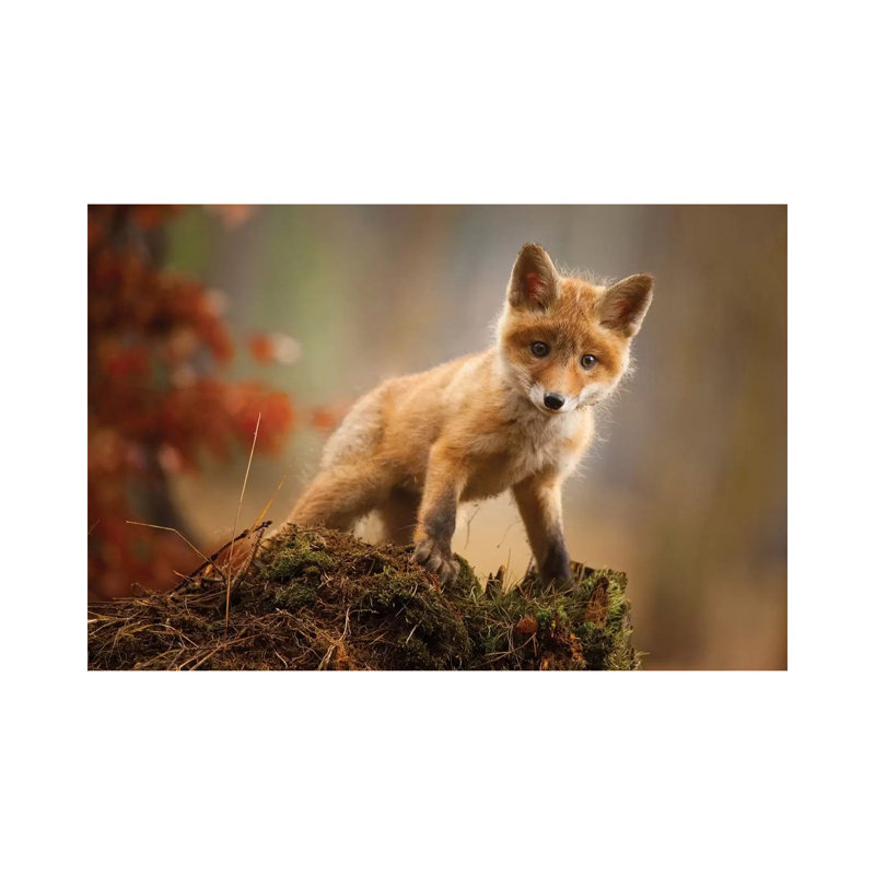 Fox by Robert Adamec - Wrapped Canvas Gallery-Wrapped Canvas Giclée, 20.32 cm H x 30.48 cm W