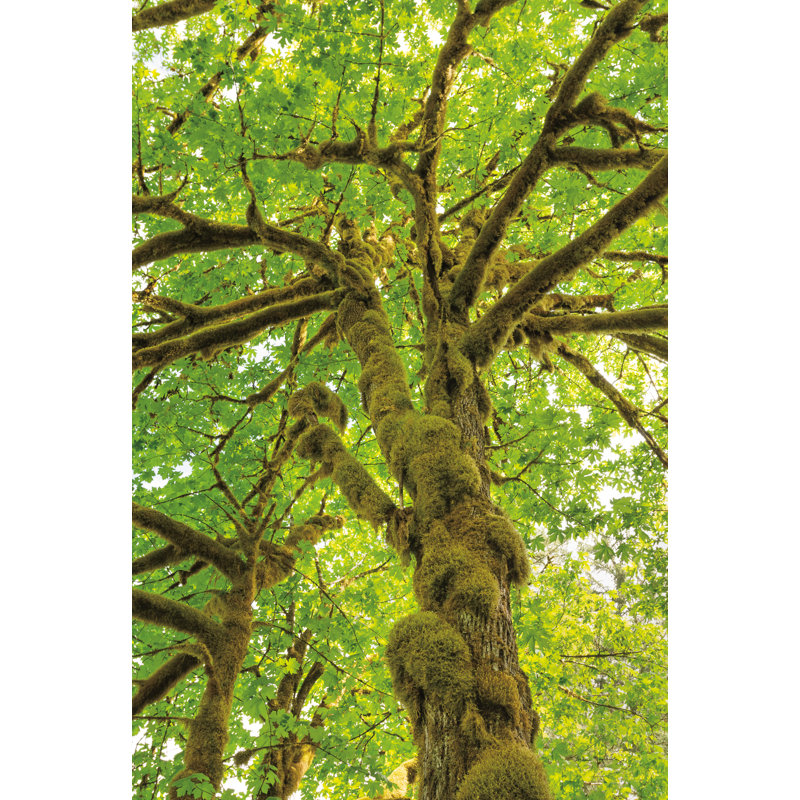 " Big Leaf Maple Trees IV ", 18" H x 12" W