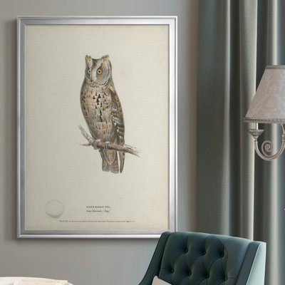" Scops- Eared Owl "