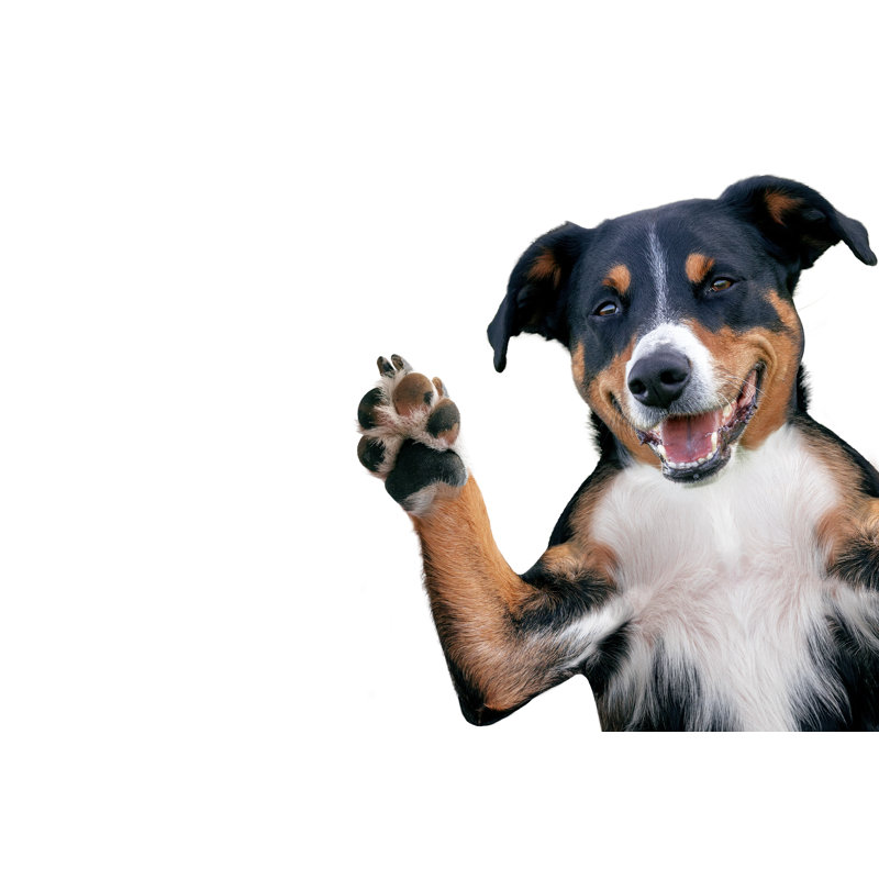 High Five Dog - Wrapped Canvas Print, 20cm H x 30cm W x 3.8cm D