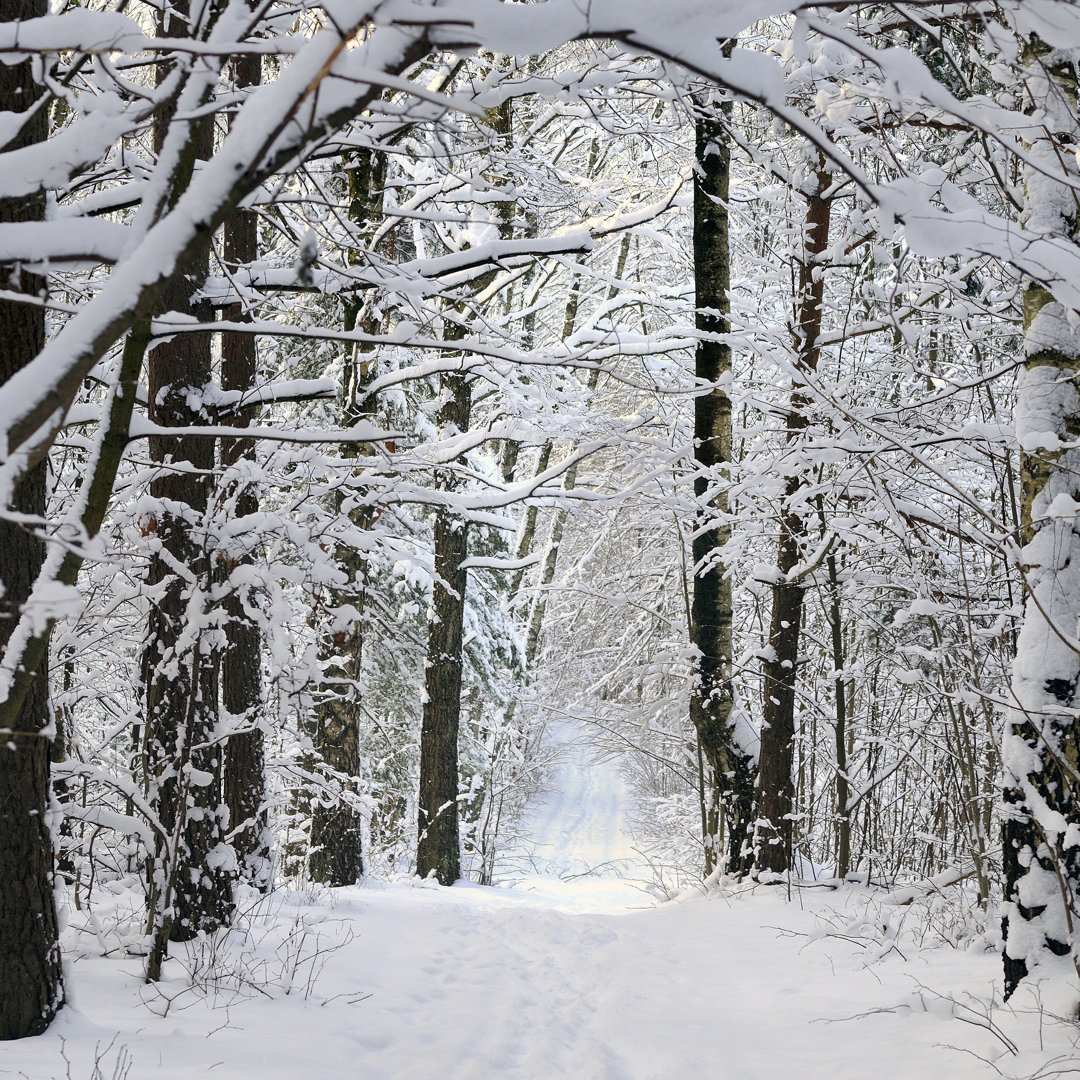 " Winter In Forest " Millwood Pines 