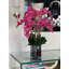 Orchidée en fleurs dans un vase-68766511