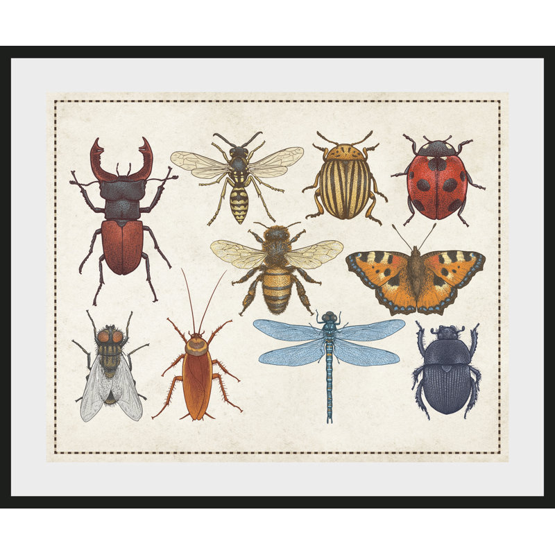 Beetle - Single Picture Frame Print, 60 cm H x 50 cm W
