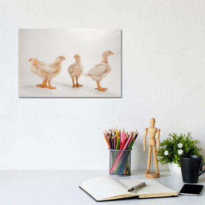 A Studio Portrait Of A Brood Of Cornish Chicks by Joel Sartore - Wrapped Canvas Gallery-Wrapped Canvas Giclée