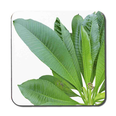 Aarabhi Square 6 Piece Coaster Set