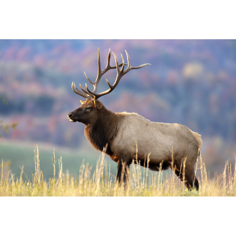 Bull Elk - photographie sur toile tendue, H 8 po x l 12 po