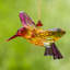 Colibris suspendus en acrylique à cinq tons Laury