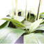 Artificial Arrangement in Pot-1253141798