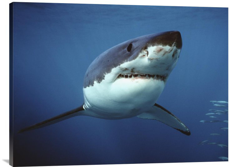 " Great White Shark Swimming Underwater, Neptune Islands, Australia Digitally Enhanced ", 24" H x 32" W, Black Framed