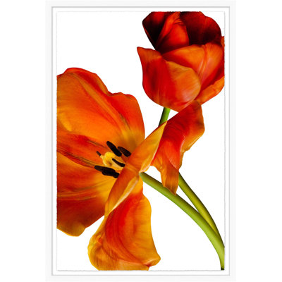 Deux tulipes