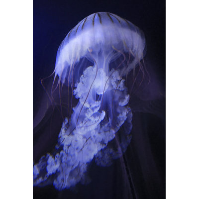 Peri Gelatinous I by Steve Hunziker - Wrapped Canvas Print