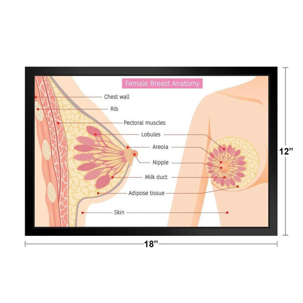 Trinx Cross Section Of Female Breast Human Anatomy Educational