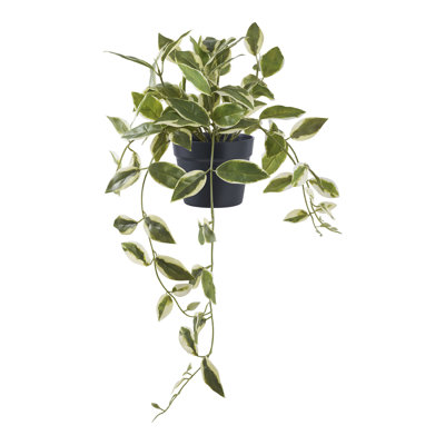Aniweta 33cm Hoya Carnosa Plant