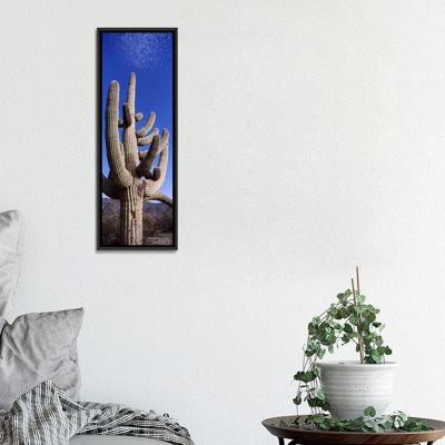 " Saguaro National Park, Tucson, Arizona "