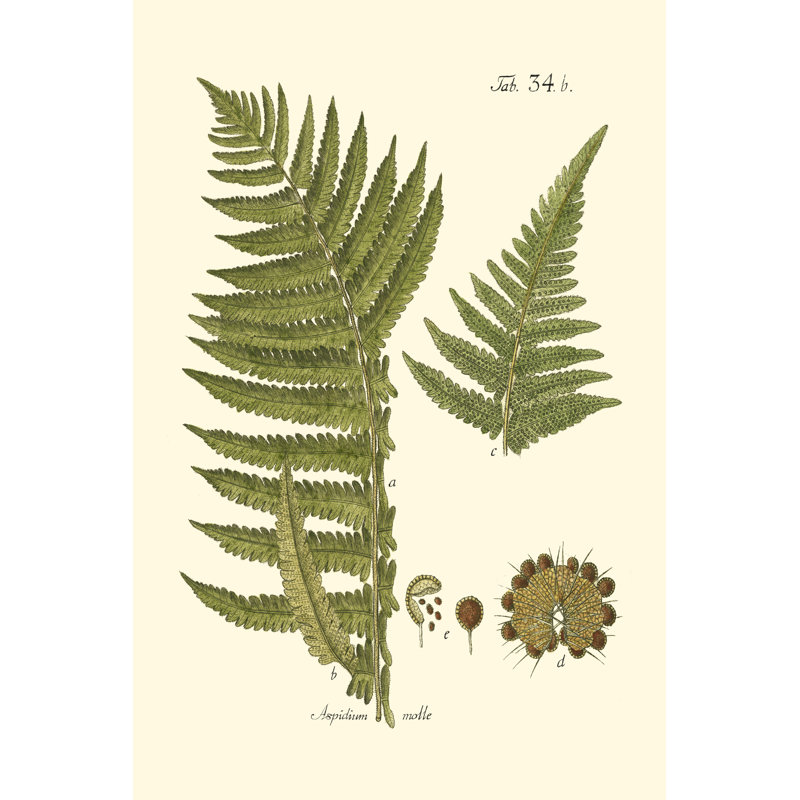 Small Antique Fern III by Vision Studio - Wrapped Canvas Painting, 30cm H x 20cm W x 3.8cm D