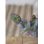 Branche d'eucalyptus