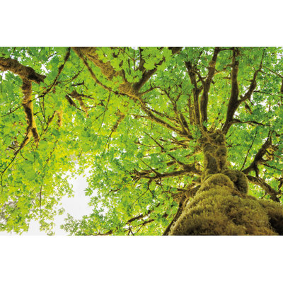 " Big Leaf Maple Trees II "