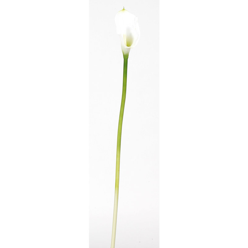 Tige de lys Calla, Crème