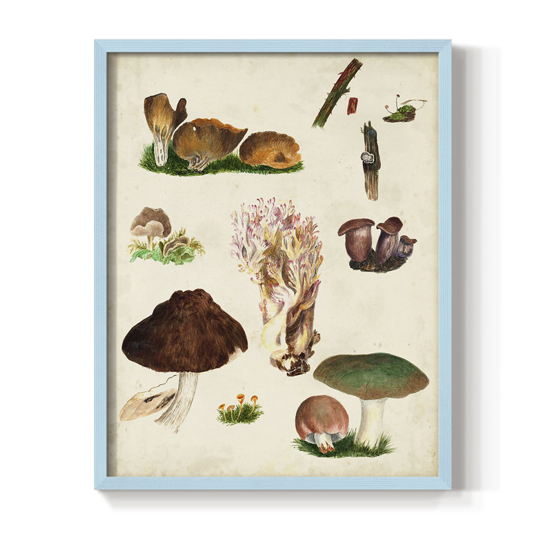 Reproduction encadrée Mushroom Species IX - bois massif, Bleu, H 10 po x l 8 po