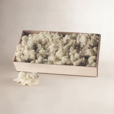 4" Preserved Moss Plant