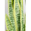 Fausse plante dracéna en pot Rummond-49421113-49421112