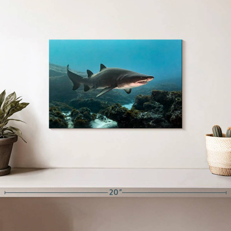 Aliwal Shoal Shark