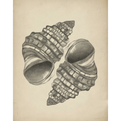 Detailed Spiral Shells by Josie George — Still Life Wall Art — 32 × 48 Framed Canvas (Walnut)