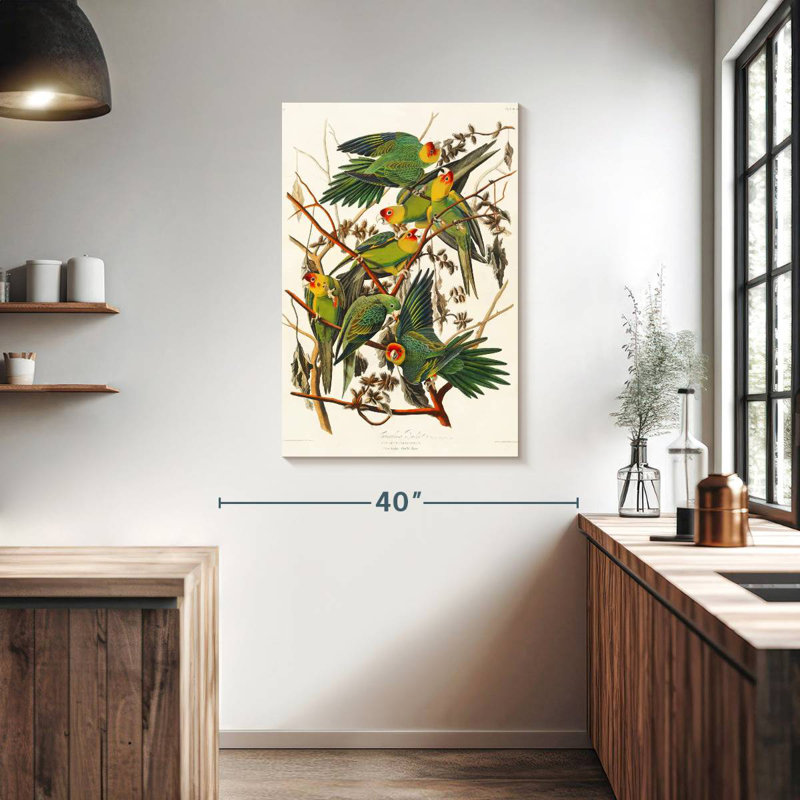 Brampt Carolina Parakeet, 39" H x 26" W