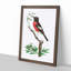 Red-Bellied Flycatcher Bird by George Shaw - Framed Print-55616463-55616459