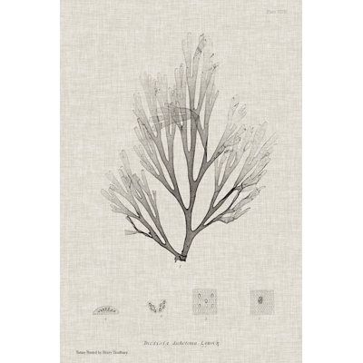 Charcoal & Linen Seaweed III by Henry Bradbury - Wrapped Canvas Art Prints