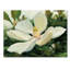 « majestic magnolia », reproduction sur toile tendue-33404659