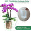 Ensemble de pots de pépinière de 4 pouces pour 5 pots à orchidées en plastique avec trous de drainage-1323777852