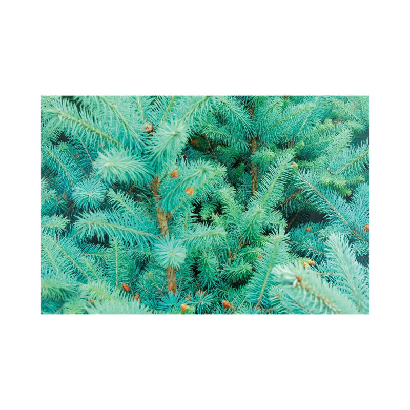 Thorns of Fir 1 Piece Wrapped Canvas Wall Art, 66.04 cm H x 45.72 cm W x 1.91 cm D