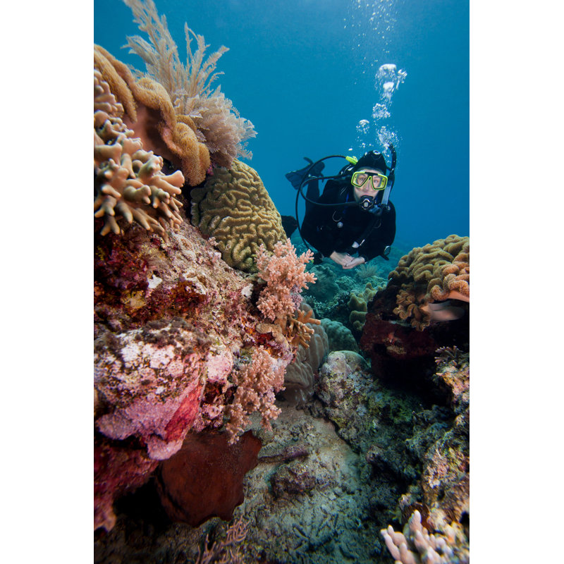 Scuba Diver Swimming by Michael Stubblefield - Wrapped Canvas Print, 46cm H x 30cm W x 3.8cm D
