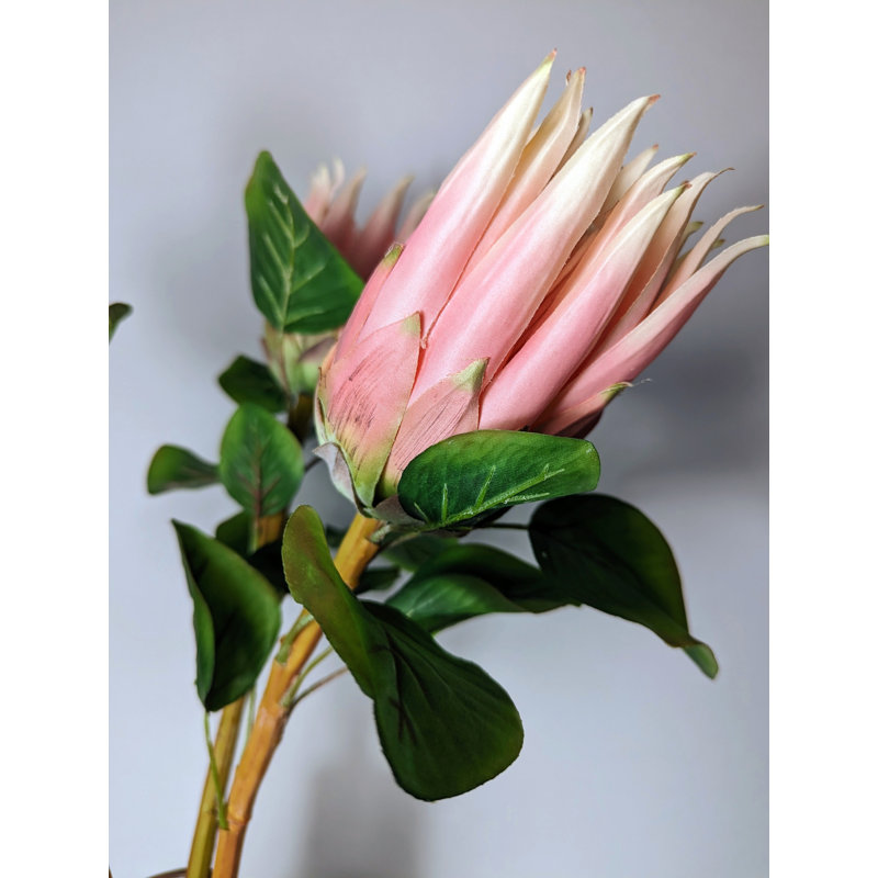 Protea Arrangement Stems (Set of 3)