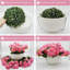 13.5cm Plant