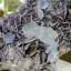 Fluorite et aigue-marine sur muscovite